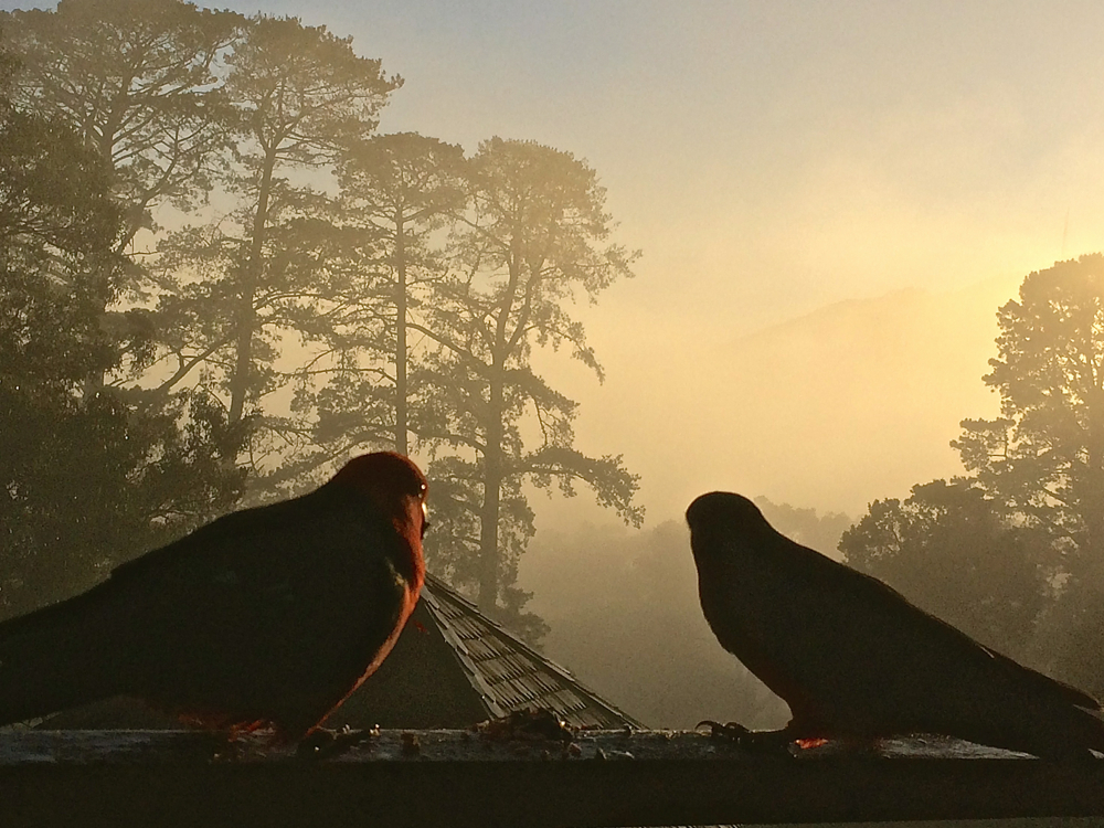 King Parrots July 23