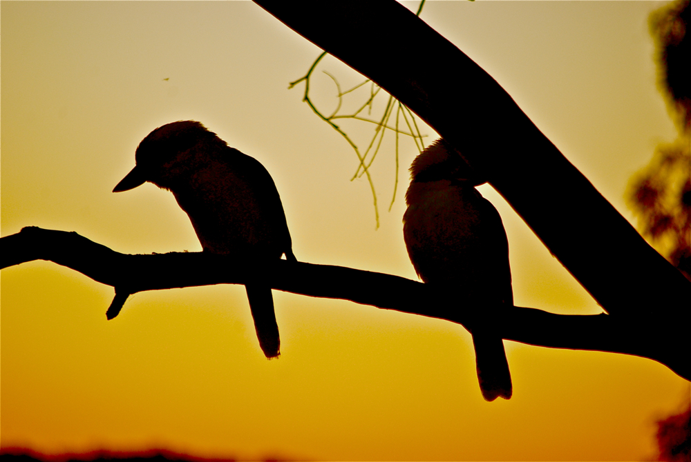 Kookaburras Hamilton Island 