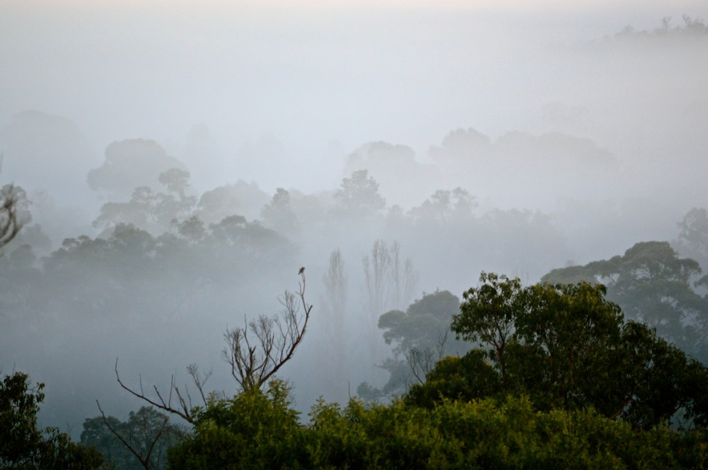 August 15 Foggy Winter morning