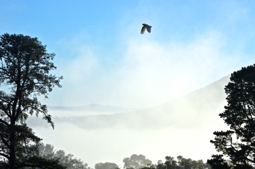 August 28 passing Cockatoo