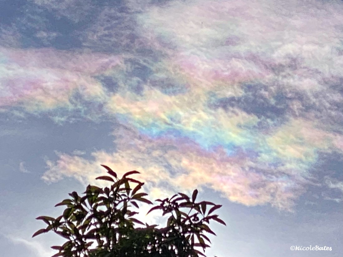 image_0eb01c9c-58d9-4b06-8580-8b54dfaf3635.ezy watermark_21-11-2020_05-29-53pm